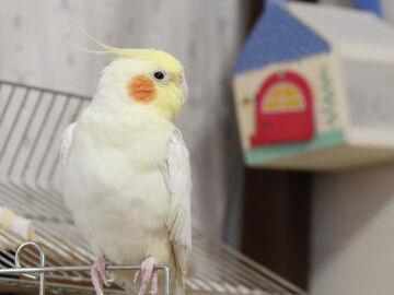 オカメインコの平均寿命は何年 長生きしてもらうための飼育のコツも解説 Petpedia