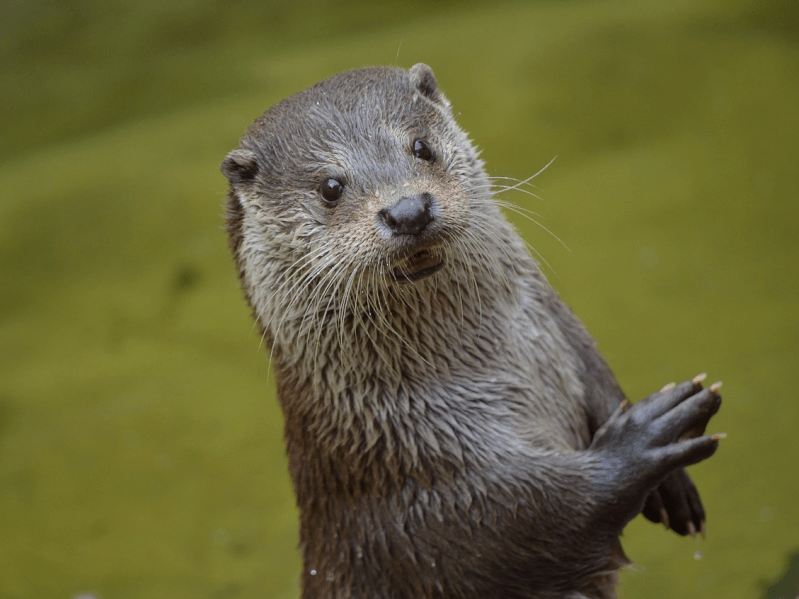 カワウソは 実は絶滅寸前の希少動物 カワウソの生態や現状について Petpedia