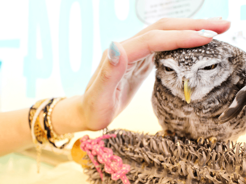 東京のフクロウカフェ10選 新宿 渋谷 池袋などの有名なフクロウカフェを紹介 Petpedia