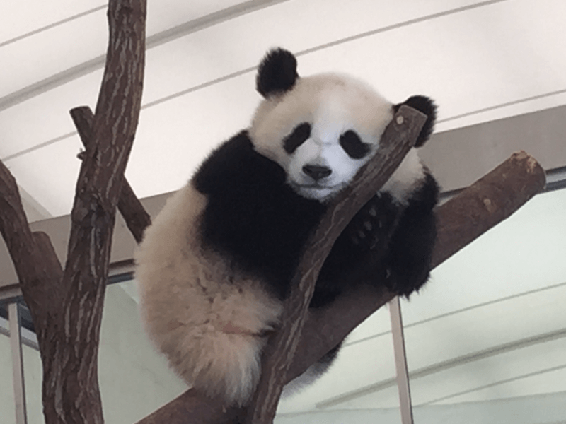 パンダの生態 歴史 上野動物園でシャンシャンに会おう Petpedia