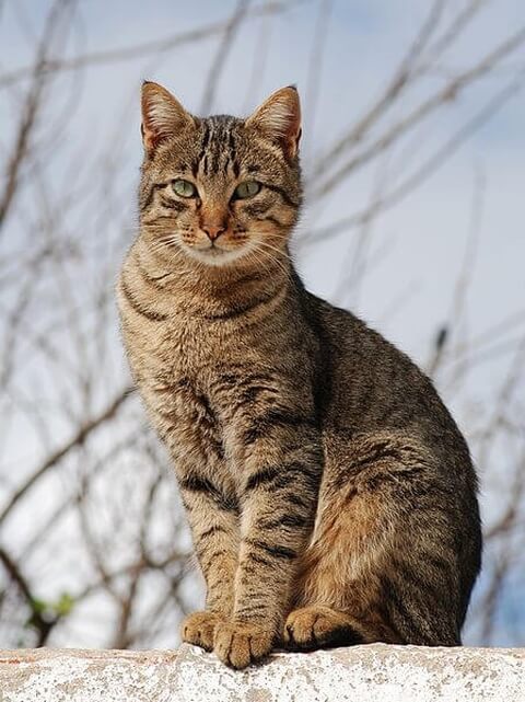 アメショーことアメリカンショートヘアの性格 値段 飼い方 Petpedia