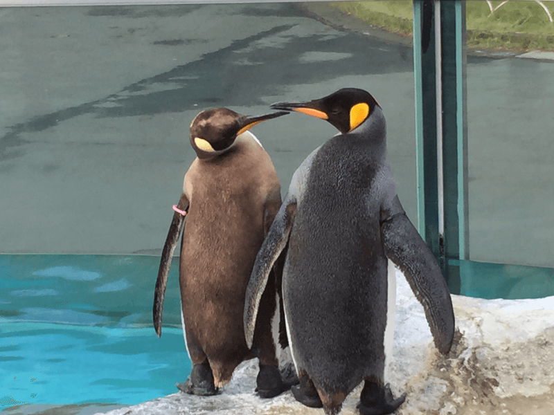 ペンギン 家 で 飼う