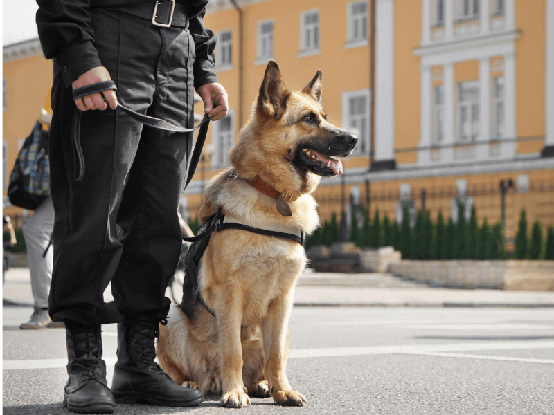 小型犬も活躍中 警察犬 の仕事内容や 活躍する警察犬の種類 Petpedia