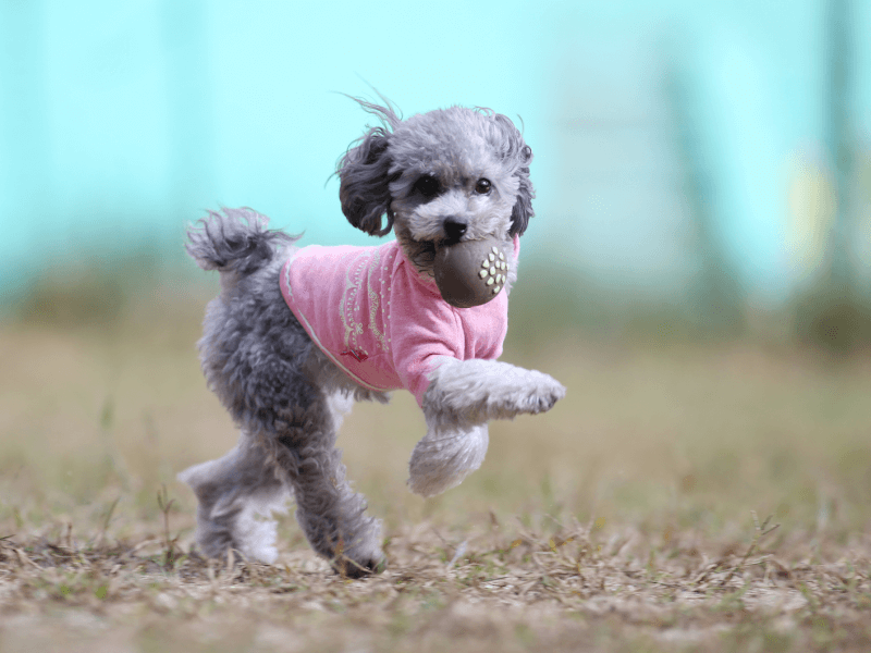 獣医師監修 超人気犬プードル 誕生の歴史からプードルの種類 特徴や飼い方まで解説 Petpedia