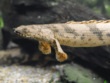 魚類 甲殻類 水生生物 Petpedia