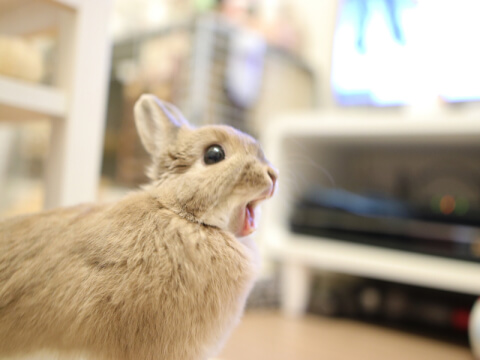 うさぎの鳴き声・鳴き方って？感情・体調を理解するため、しぐさと行動に注意！