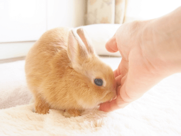 うさぎの飼い方 豆知識 Petpedia