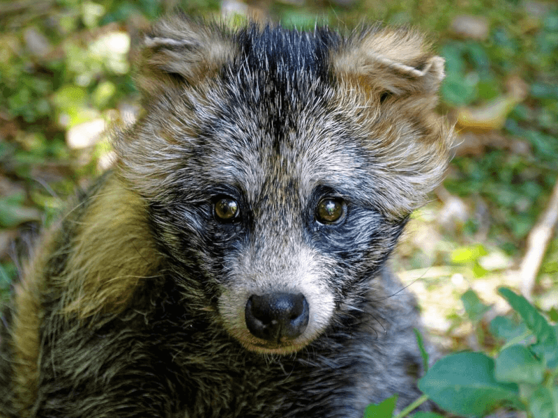 身近な野生動物である タヌキ は飼育できるのか 生体や飼育方法の紹介 Petpedia