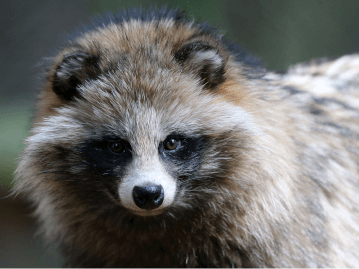 身近な野生動物である タヌキ は飼育できるのか 生体や飼育方法の紹介 Petpedia