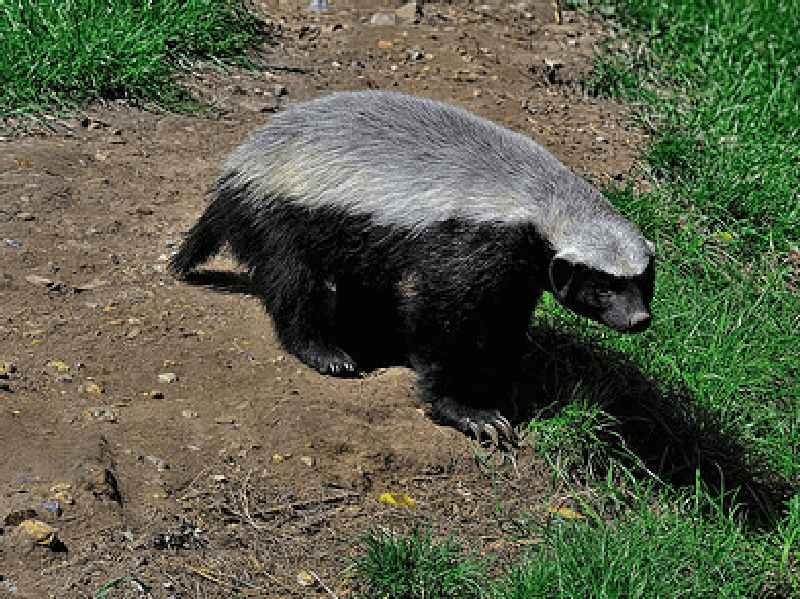 世界一怖いもの知らずの動物と言われるラーテル その生態と特徴