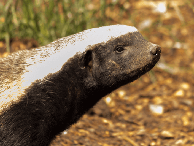 ライオンにも立ち向かう恐れ知らずな動物 ラーテル はペットとして