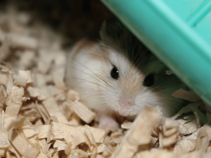 最小ハムスター「ロボロフスキーハムスター」の生態や飼い方 - Roborovski Hamster 800