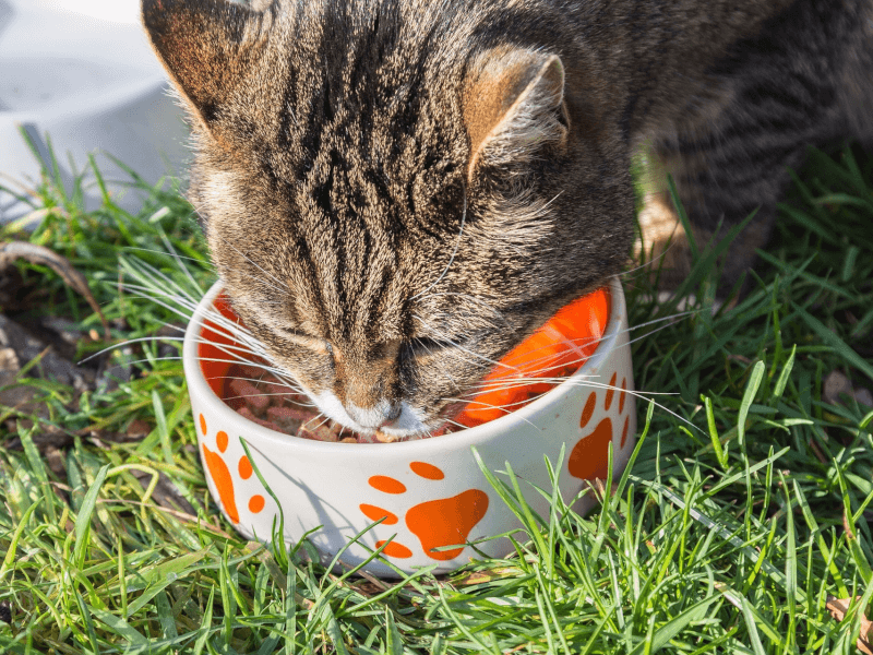 安全なキャットフードとは 選び方とおすすめ商品紹介 Petpedia