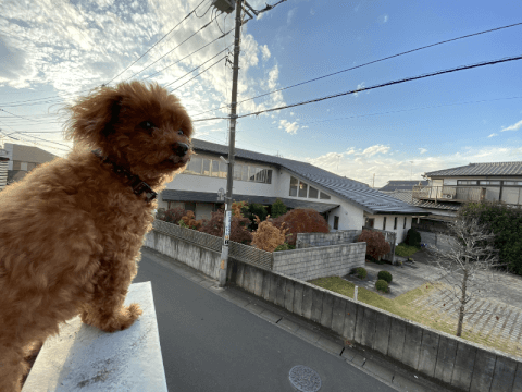 Starthome Petpediaの記事一覧