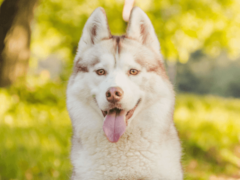 シベリアンハスキー 性格 飼い方 狼 値段 寿命 子犬 種類 色 目