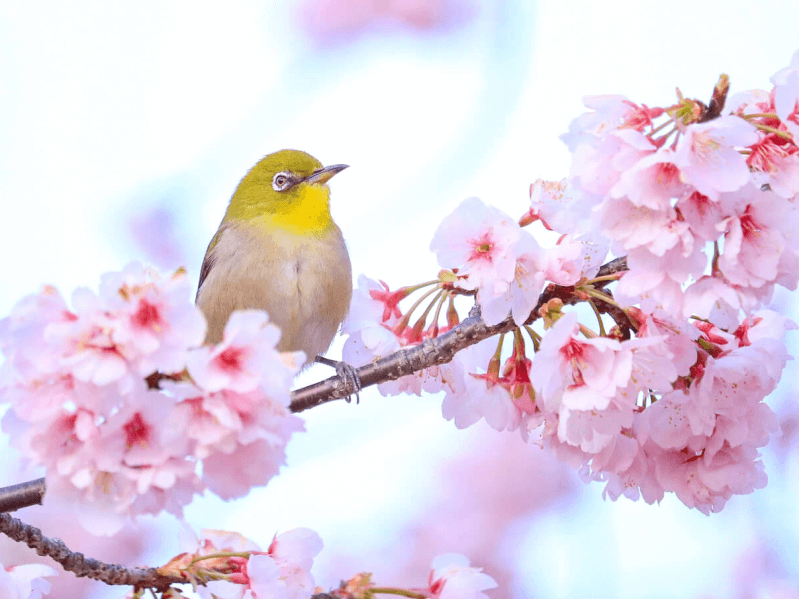 美しい鳴き声で人々を魅了する メジロ の生態や特徴 Petpedia