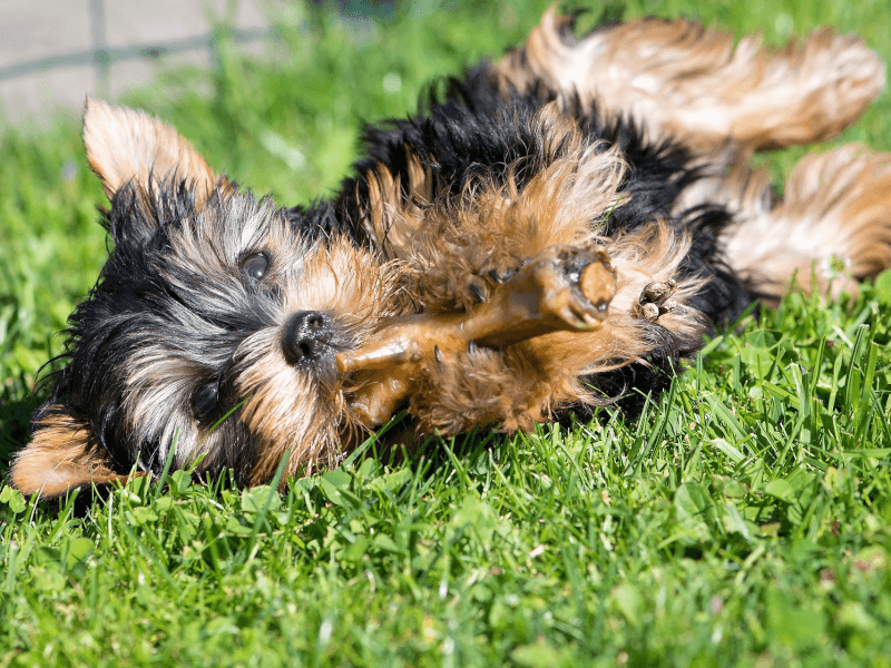 ぱ こみ 犬 種