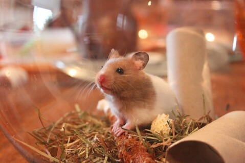 元動物園の飼育員が解説 一人暮らしでも飼いやすい小動物種類 Petpedia