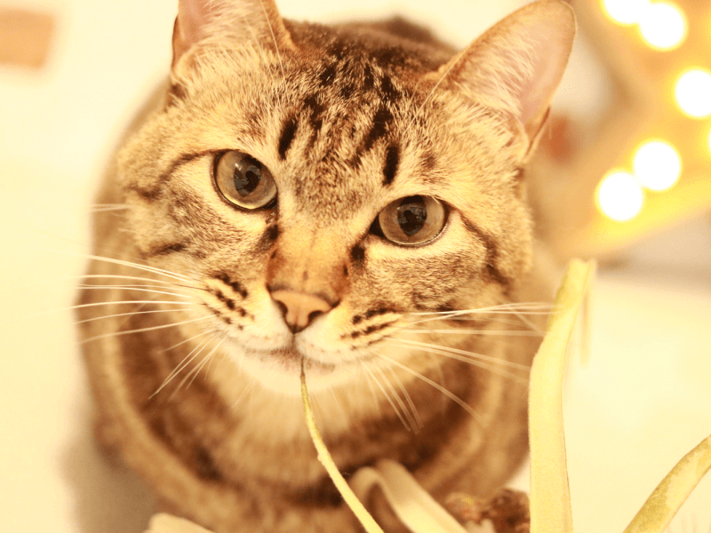 獣医師が解説】猫の避妊手術のメリット・デメリットは？時期、手術の 