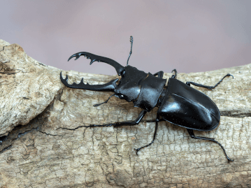 カブトムシ クワガタ Petpedia