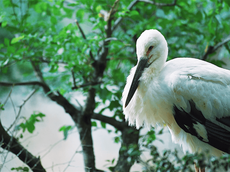 絶滅を危惧される希少種 コウノトリの生態とは Petpedia