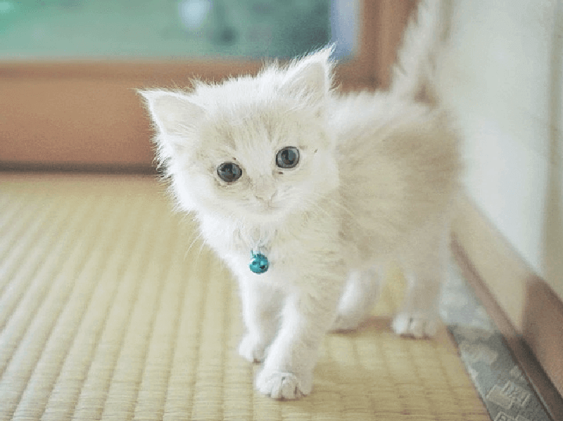 おすすめの猫のぬいぐるみ6選 猫のぬいぐるみの作り方の本もご紹介 Petpedia