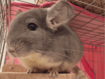 チンチラ Petpedia