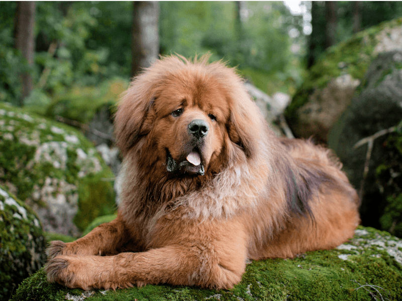 ライオンのような高級犬 チベタンマスティフについて Petpedia