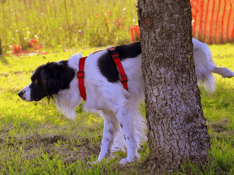 飼い主も楽ちん 犬のトイレはお外トイレがおすすめ Petpedia