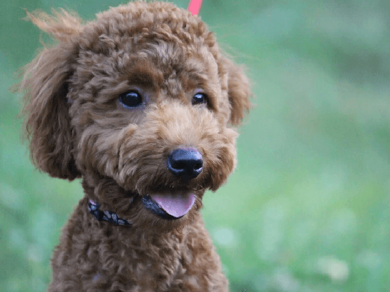 トリミングとは トリミングの施術内容や必要な犬種 サロンの料金を解説 Petpedia