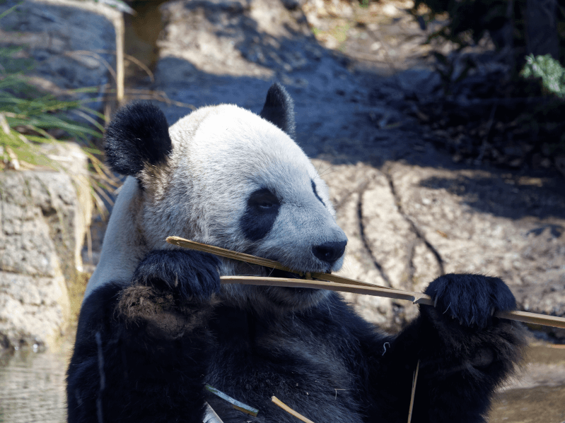 パンダだけじゃない 上野動物園の見どころまとめ Petpedia