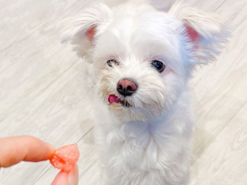 獣医師が解説 犬にスイカを与えても良いの メリットや与える際の注意点 Petpedia