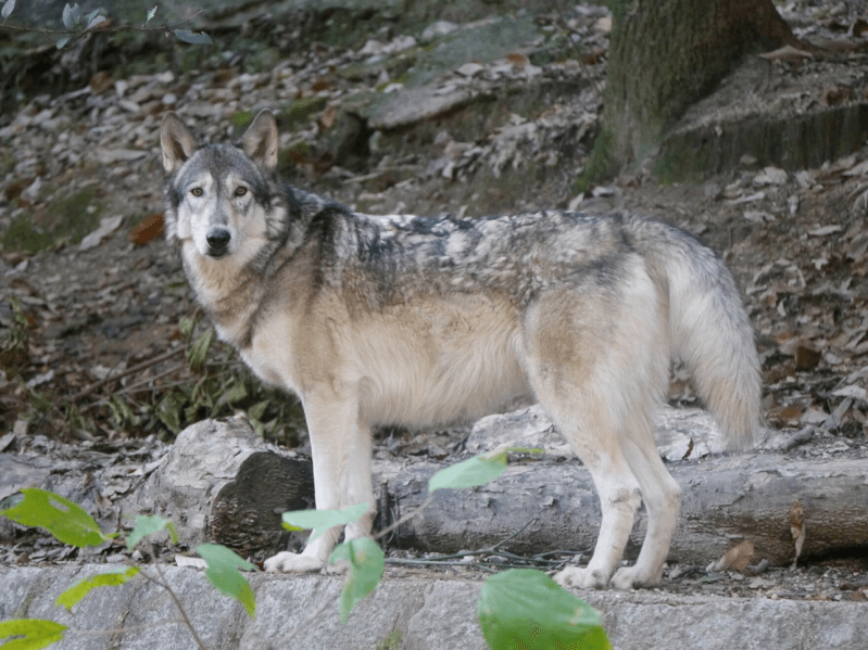 オオカミは飼えるのか 狼の生態や犬との関係を紹介 Petpedia