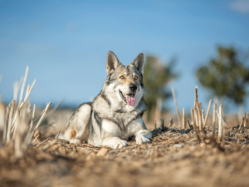 狼のような犬のウルフドッグ 特徴や種類 飼い方のまとめ Petpedia