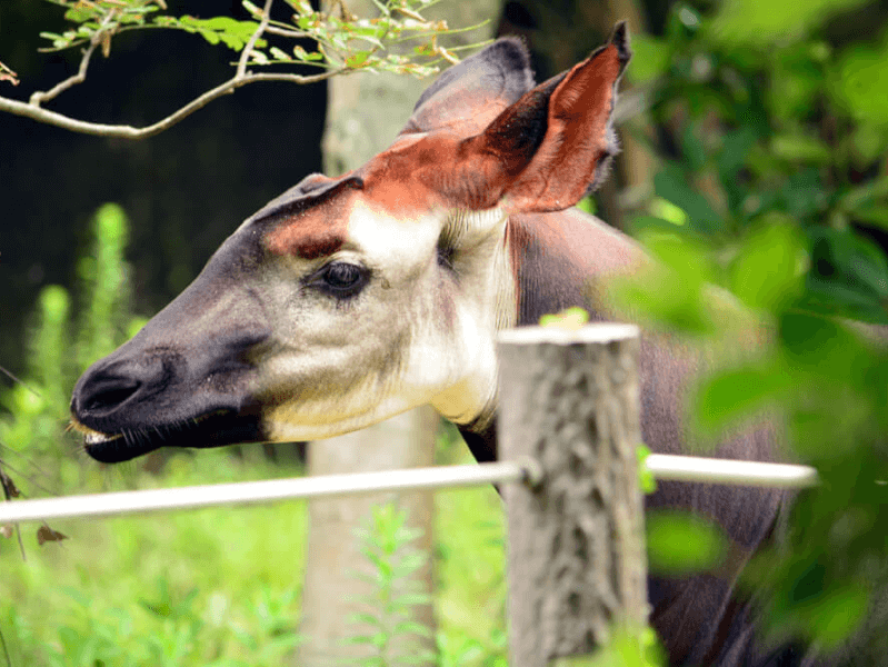 完全ガイド よこはま動物園ズーラシアのアクセスやおすすめの動物を徹底取材 Petpedia