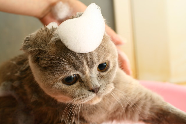 獣医師監修 子猫の時期から習慣にしたい 猫の抜け毛対策 ペットの医学