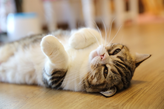 猫に嫌がられずに抱っこする方法! ペットの医学