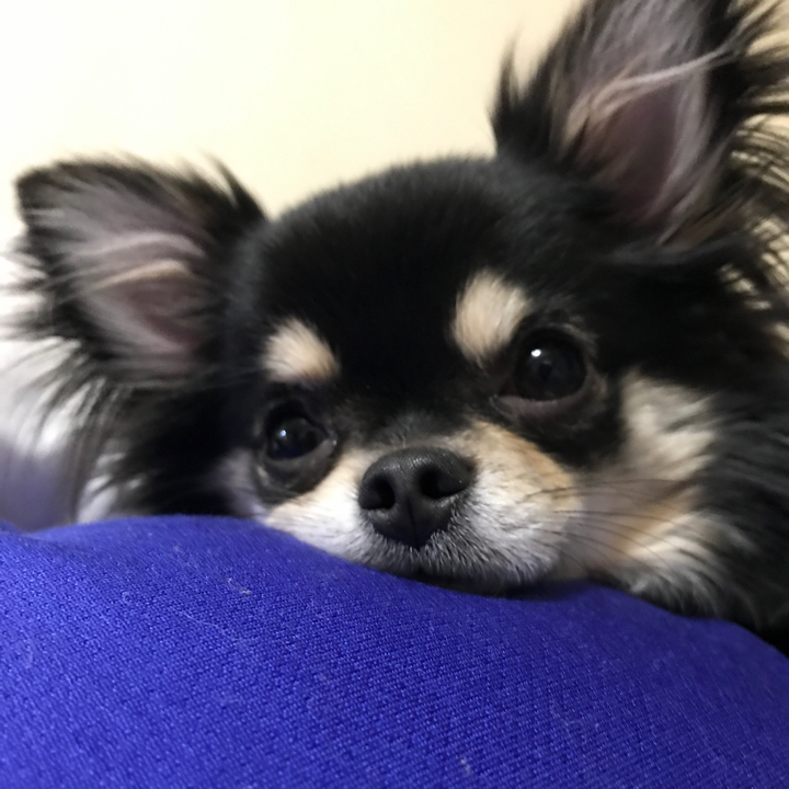 ペットスマイル投稿詳細 Petsmile