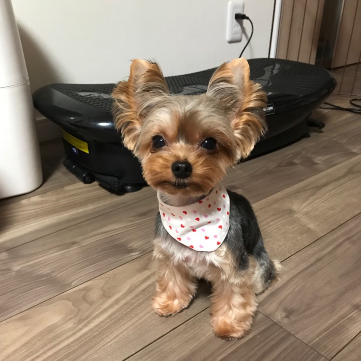 ペットスマイル投稿詳細 Petsmile