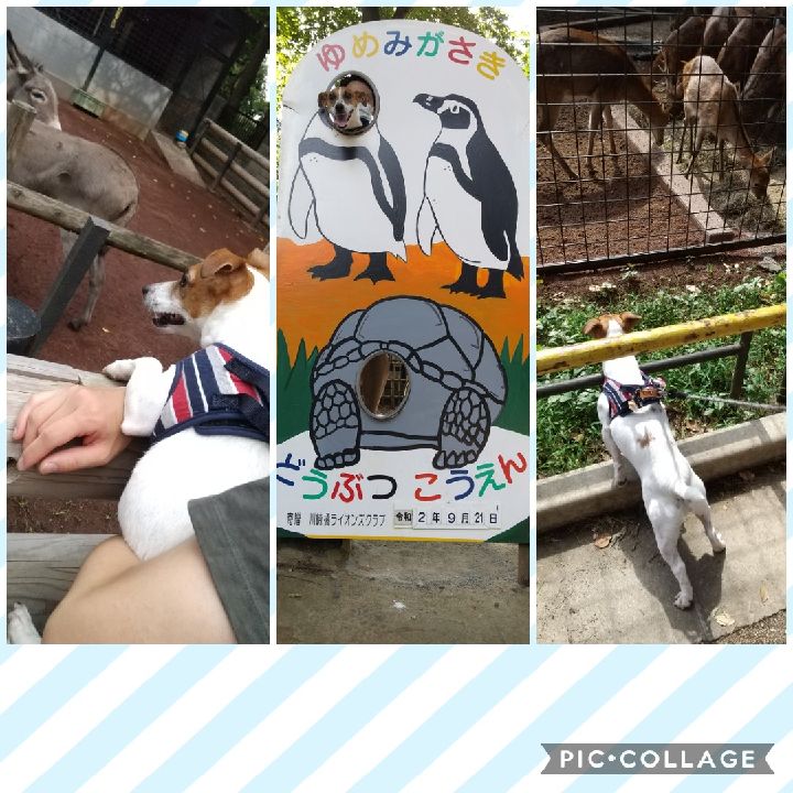 ペットスマイル投稿詳細 Petsmile