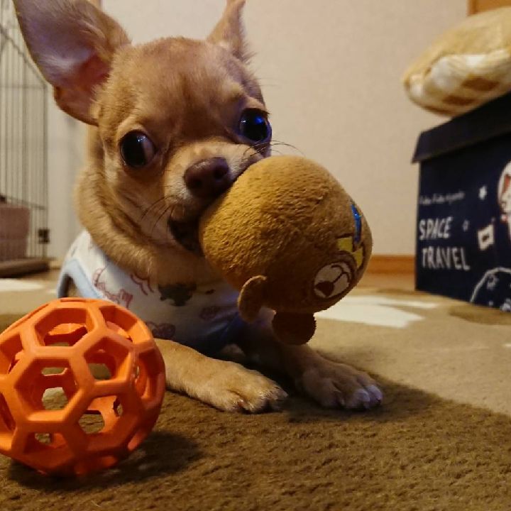 ペットスマイル投稿詳細 Petsmile