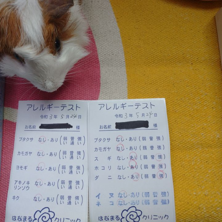 ペットスマイル投稿詳細 Petsmile