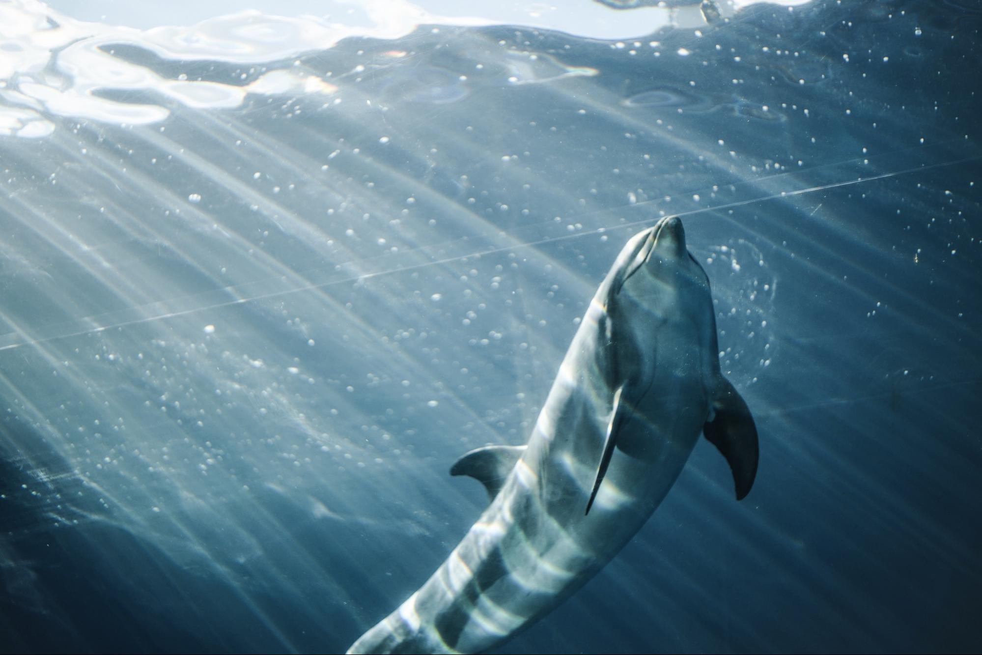 撮って 遊んで 癒されて この春を満喫する 横浜 八景島シーパラダイス Photoli フォトリ フォトスポットで素敵な写真を