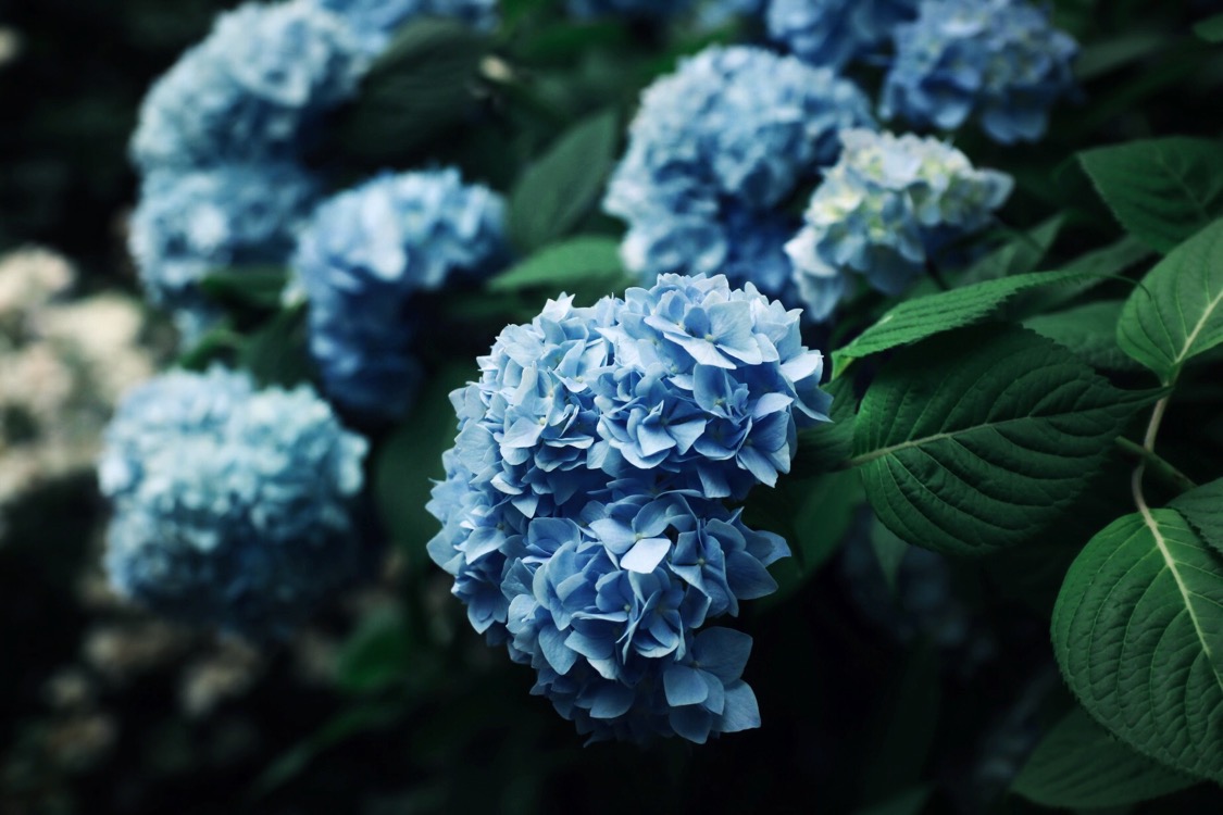 バラと紫陽花 両手に花の贅沢フォトスポット 横浜イングリッシュガーデン Photoli フォトリ フォトスポットで素敵な写真を バラと紫陽花 両手に花の贅沢フォトスポット 横浜イングリッシュガーデン Photoli フォトリ フォトスポットで素敵な写真を