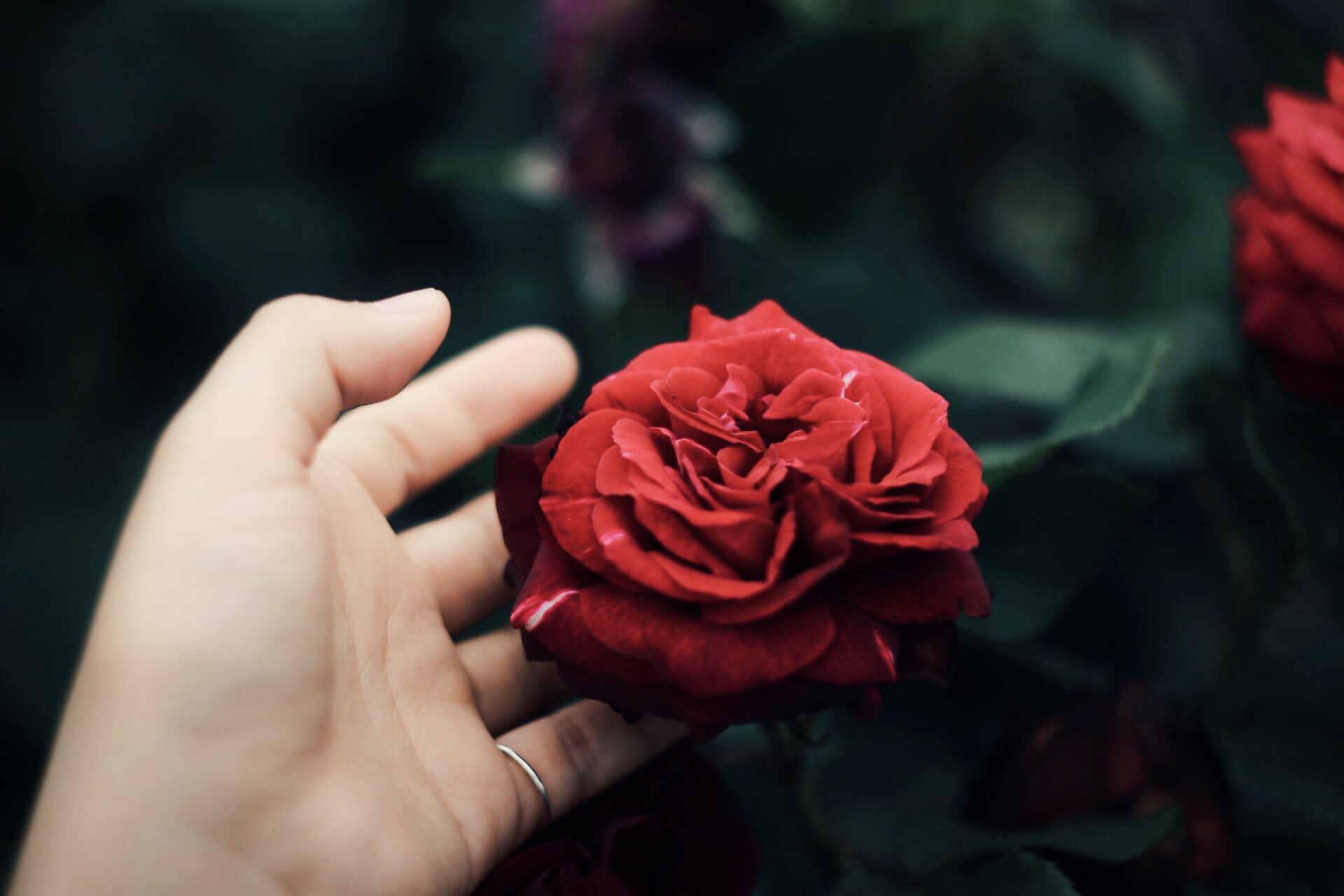 バラと紫陽花 両手に花の贅沢フォトスポット 横浜イングリッシュガーデン Photoli フォトリ フォトスポットで素敵な写真を