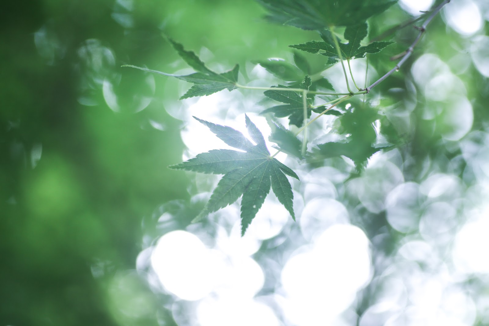 キラキラ写真を撮ろう 玉ボケを簡単に撮影する３つのコツ Photoli フォトリ フォトスポットで素敵な写真を