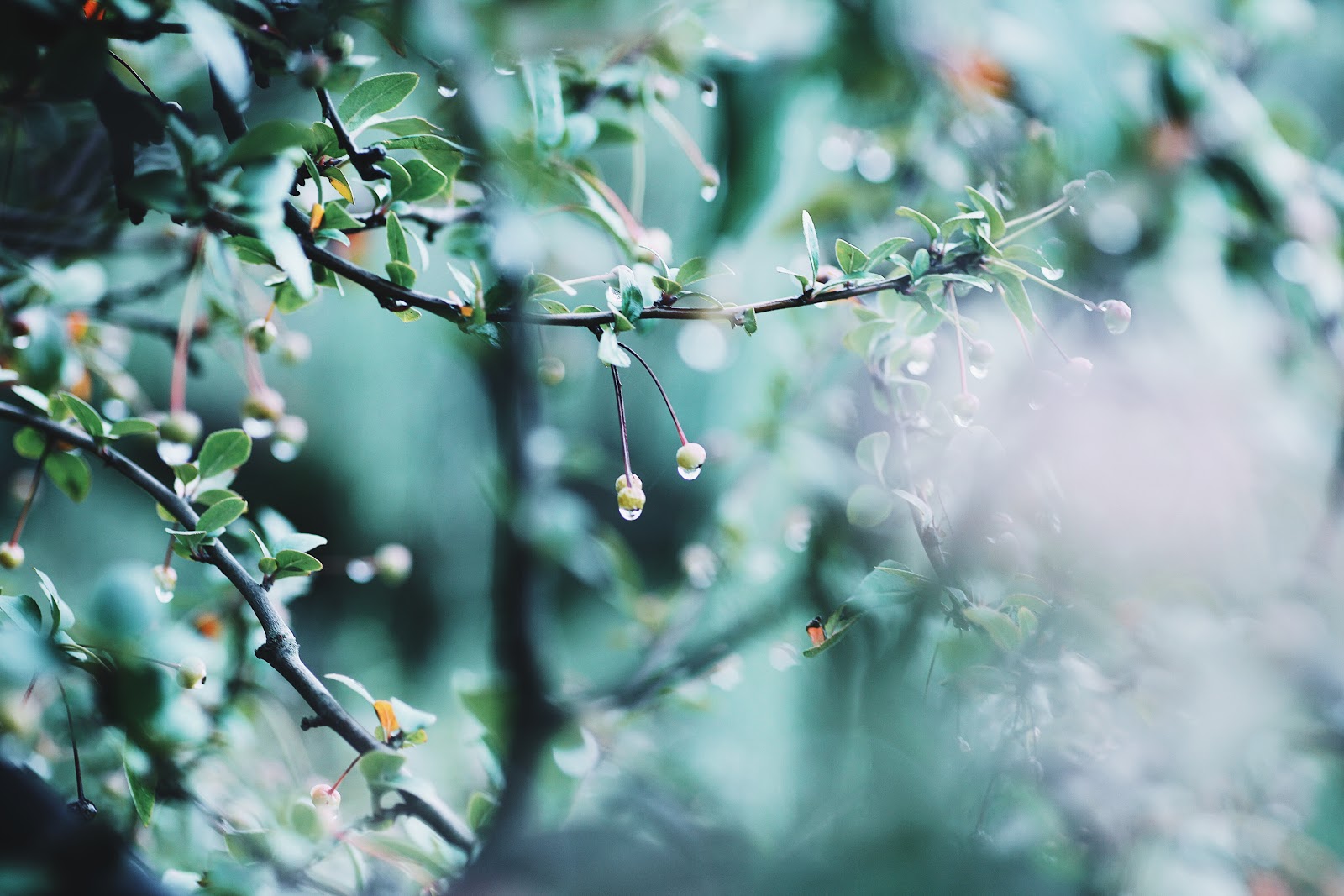 雨は憂鬱 そんなことない 雨の日だからこそ写真を撮りに出かけよう Photoli フォトリ フォトスポットで素敵な写真を