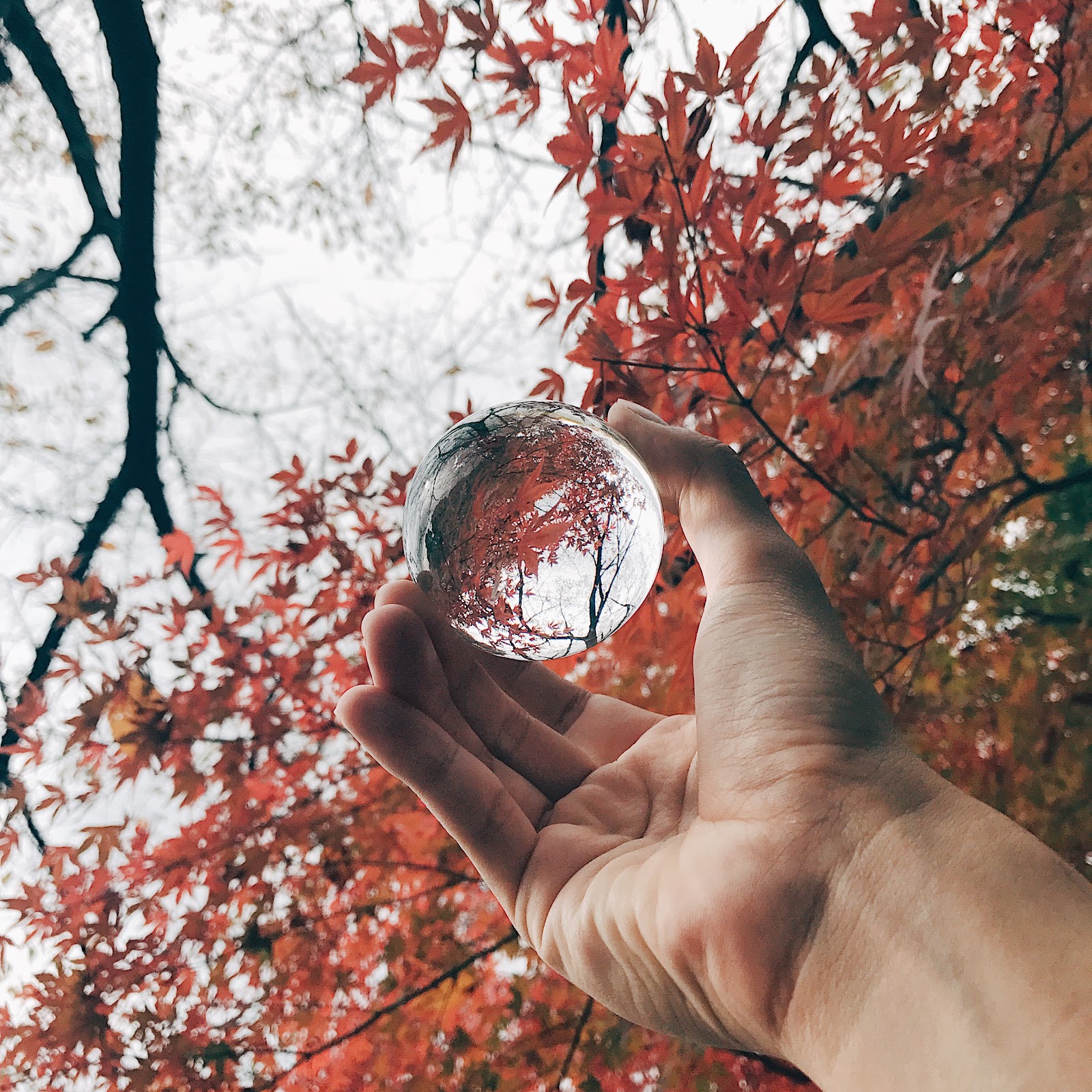 いつもの撮影にアクセントを 景色を全部とじこめよう ガラス玉写真のススメ Photoli フォトリ フォトスポットで素敵な写真を