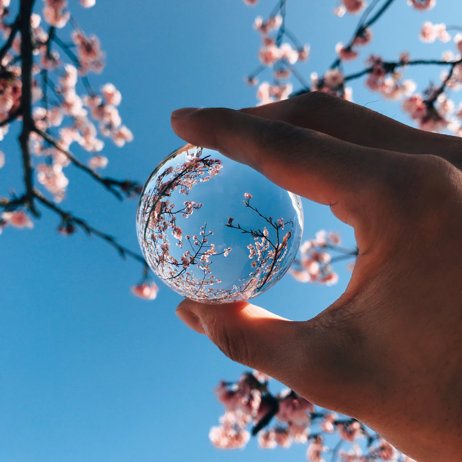 いつもの撮影にアクセントを 景色を全部とじこめよう ガラス玉写真のススメ Photoli フォトリ フォトスポットで素敵な写真を