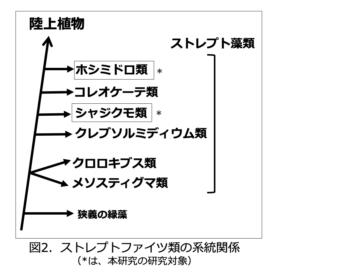 陸上植物の祖先段階での進化へのアプローチ | 関本研究室（植物生理学